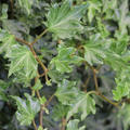 Efeu 'Green Ripple'