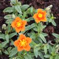 Helianthemum x cultivars 'Bronzeteppich' 