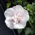 Hibiskus, Eibisch 'China Chiffon'� (Hibiscus syriacus 'China Chiffon'�)