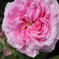 Historische Rose K�nigin von D�nemark