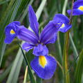 Iris hollandica 'Blue Magic'�