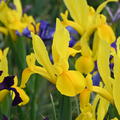 Iris hollandica 'Stronggold'�