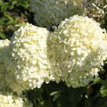 Rispenhortensie Hydrangeasy 'Revenant'� (Hydrangea paniculata 'Revenant'�)