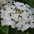 Hydrangea Strong Annabelle Schneeball-Hortensie