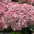 Hortensie, Schneeballhortensie 'Sweet Annabelle'� (Hydrangea arborescens 'Sweet Annabelle'�)