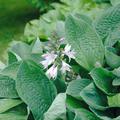 Hosta sieboldiana 'Elegans' Gro�e Blaublatt-Funkie