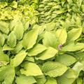 Hosta x fortunei 'Aurea' Fr�hlings-Gold-Funkie