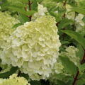 Hydrangea paniculata 'Polar Bear'�