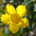 Johanniskraut 'Hidcote'