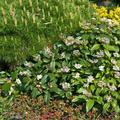 Immergr�ner Kissenschneeball Viburnum davidii