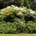 Japanische Arelie (Arelia elata) (Foto: � Hortival Diffusion)