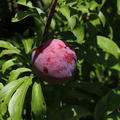 Japanische Pflaume 'Santa Rosa' Prunus salicina 'Santa Rosa'