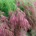 Kaspische Tamariske 'Pink Cascade' Tamarix ramosissima 'Pink Cascade'
