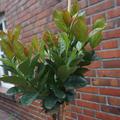 Prunus laurocerasus 'Miniredia' Hochstamm, Lorbeerkirsche/Kirschlorbeer 'Miniredia'
