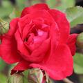 Kletterrose 'Gruss an Heidelberg'�