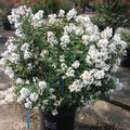 Lagerstroemia 'Enduring White' 