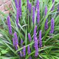 Liriope muscari Moneymaker