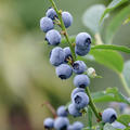 Lowberry� Heidelbeere Little Blue Wonder�