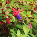 Fuchsia 'Genii'  Fuchsie, Staude, Bl�tenstrauch, Mini-Gartenfuchsie Genii