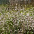 Miscanthus 'Kleine Font�ne' Chinaschilf