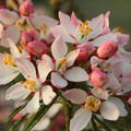 Orangenblume 'Apple Blossom'� Choisia ternata 'Apple Blossom'�