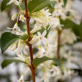 Osmanthus burkwoodii, Burkwoods Duftbl�te, Hinrichs, XXL Pflanzen