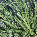 Pennisetum alopecuroides 'Compressum'