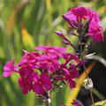Phlox paniculata 'Kirchenf�rst'