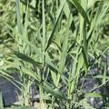 Phragmites australis