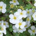 Potentilla fruticosa weiss bl�hend, Fingerstrauch