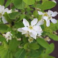 Exochorda racemosa 'Magical Springtime'