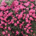 Ramblerrose American Pillar