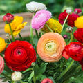 Ranunkel, Ranunculus asiaticus Aviv mix, Blumenzwiebel, Zwiebel