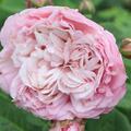 Rose Divina�