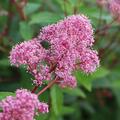Rosa S�ckelblume 'Marie Simon'