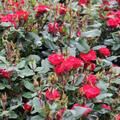Rose Zepeti�