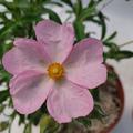 Bl�te Rosa Zistrose