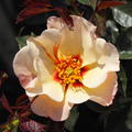 Rose 'Alisar Princess of Phoenicia'