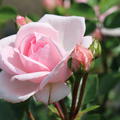 Rose Cinderella�