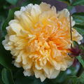 Rose 'Claudia Cardinale'�