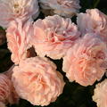 Rose 'Cremosa'�