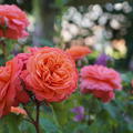 Rose 'Emilien Guillot'�