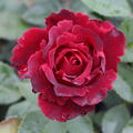 Gourmetrose, Duftrose, Delbard Rose, Edelrose rot