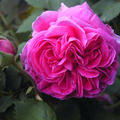 Rose 'Madame Isaac Pereire'