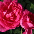 Rosa x hybrida - Kletterrose 'Pink Cloud'