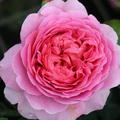 Rose Princess Alexandra of Kent� 