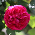 Rose 'Meilove'�