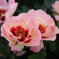Persische Rose 'Sweet Babylon Eyes'�
