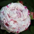 Historische Bourbon Rose Variegata di Bologna