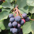 Saskatoon Beere 'Saskalate'� (Amelanchier alnifolia 'Saskalate'�)